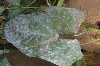 早春毛豆为何结荚少以及防治方法,温差过大会影响花芽分化和结荚