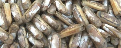 蛏子怎么养殖,无风时可交叉抛播幼苗