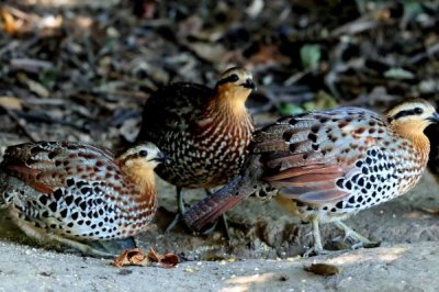 竹鸡的价格和前景,不同品种的售价有所差异