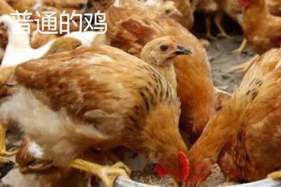 火鸡和普通的鸡的区别,品种、体型和外观均不同