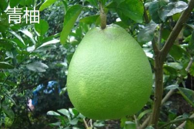 柚子何时成熟上市,一般集中在10-11月份