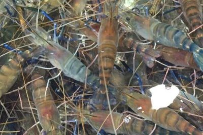 活虾保存方法，可以养在海水里或冷冻保存