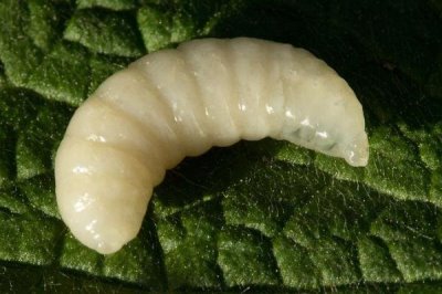 蜂王幼虫吃什么食物,蜂王幼虫吃蜂王浆