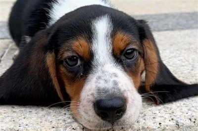 犬肺动脉瓣狭窄的症状,表现为运动时呼吸困难、肝脏肿大等