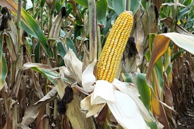 金牛1968玉米品种的特性,春播平均生育期117.5天