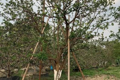 香橼果苗的价格,产地不同价格不同