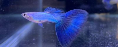 孔雀鱼是热带鱼还是冷水鱼,是常见的热带鱼