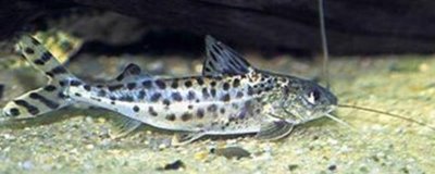 豹斑脂鲶好不好养,难度较低适合新手