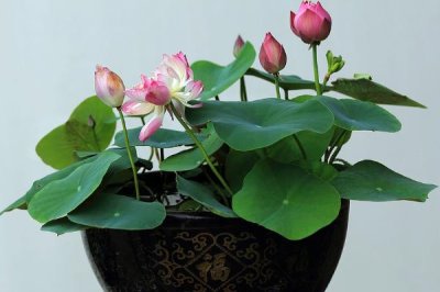 盆栽荷花的养殖方法,盆可选釉盆、瓷盆、紫砂盆等