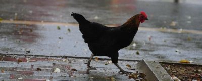 为什么鸡不知道躲雨,是因为鸡要借助淋雨代替排汗
