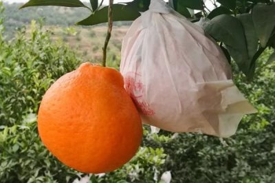 粑粑柑套袋前打什么药,要喷一次全面的杀虫、杀菌混合剂