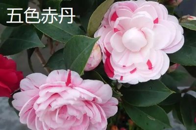 茶花树苗的价格,微型盆景茶花深受消费者喜爱