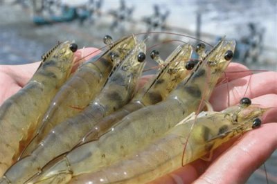 养殖什么比较赚钱，推荐南美白对虾、生蚝等