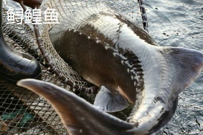 东北冷水鱼的品种,常见这5种