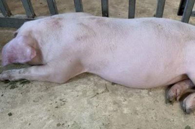 猪呕吐是什么原因，可能是消化不良或中毒了