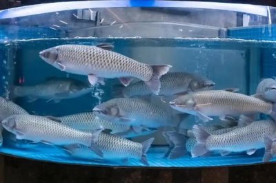 广东恩平市的特产,恩平烧饼令人百吃不厌