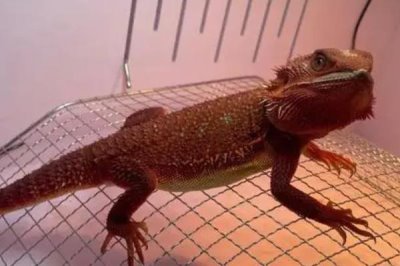 鬃狮蜥的寿命,寿命为7-10年