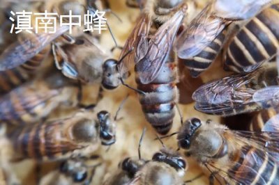 中蜂的品种,群势大小不一