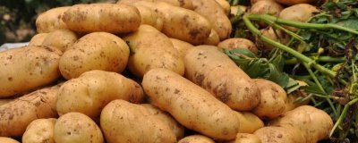 新疆伊宁市的农特土产品,有马铃薯、薰衣草精油等