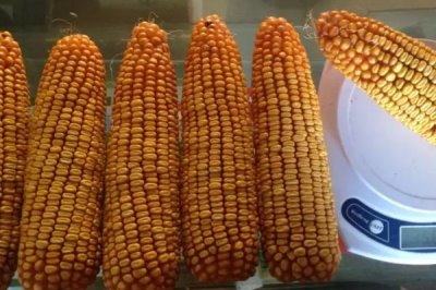 松玉304玉米种简介，中抗穗腐病