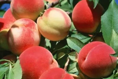 哪里的水蜜桃最好吃,奉化水蜜桃被誉为中国之最