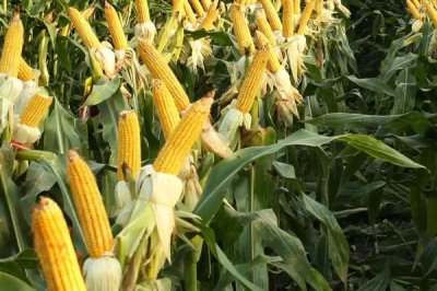 明科玉77玉米种子特点,每亩施尿素30-40千克