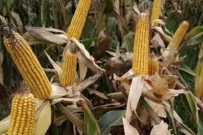 LZ019玉米种子特征特性，中抗灰斑病