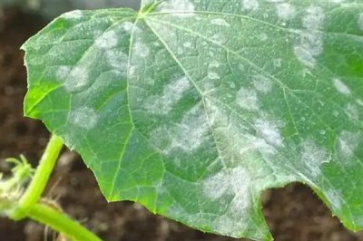 黄瓜生理病害有哪些，易造成节间长、易倒伏等