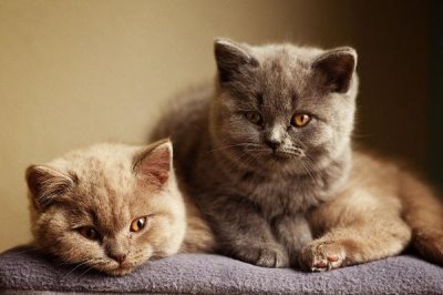 猫咪掉牙齿的原因,可能是正值换牙期或患有牙周炎