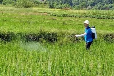 水稻田埂除草配方,杂草较多的话可喷施二甲四氯