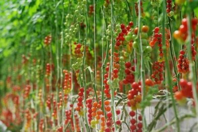 怎么防治番茄缺素症,缺氮可喷施尿素溶液