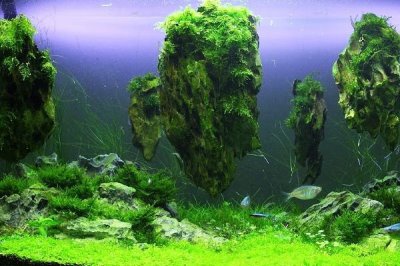 水草的养殖技术，养殖场所尽可能防止阳光照射