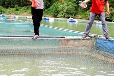 翘嘴红鲌怎么养殖,鱼苗放养要趁早