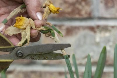 水仙花能不能在室内养，可以在室内养但不要触碰鳞茎