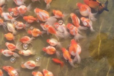 10条金鱼一天喂食多少合适,根据体型决定