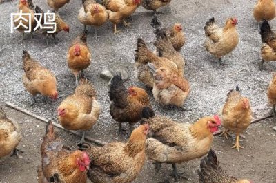 肉鸡和蛋鸡的区别,养殖目的、周期等都不同