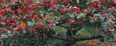 火棘树盆栽多久浇一次水,出苗后早晚各一次