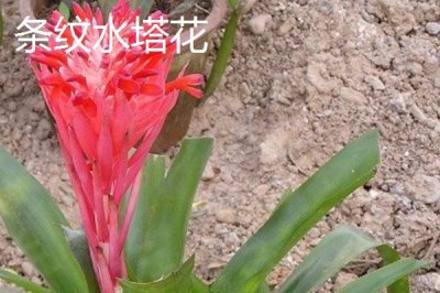 水塔花的种类,不同品种的叶片颜色不一