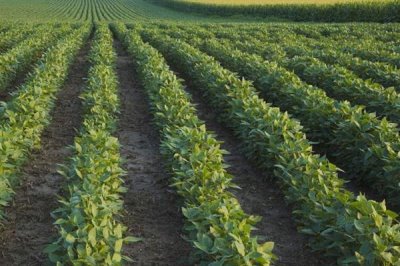 精喹禾灵对下茬作物的影响,对下茬作物基本没有影响