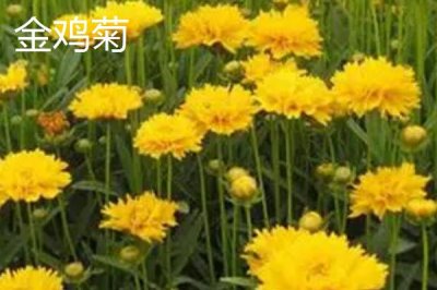 有哪些品质好的小菊系菊花种子,包括小丽花、姬小菊、金鸡菊等品种