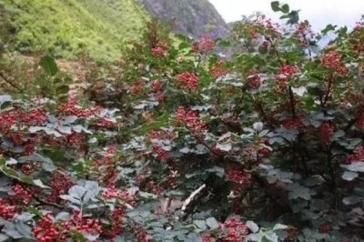 花椒种植市场是否已经饱和，调料需求基本已经达到顶峰