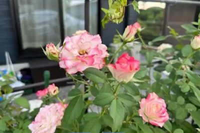 怎么养殖四季小玫瑰，平时每个星期浇水1-2次