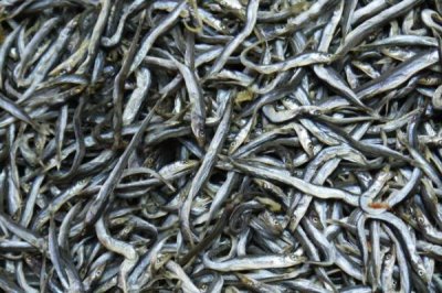 怎么保存银鱼干,要防止在阳光下暴晒