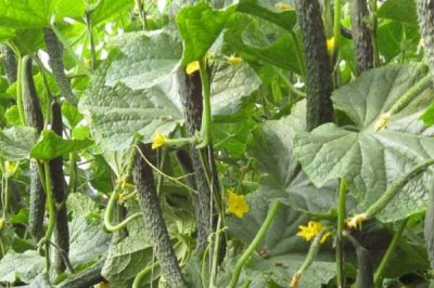 让黄瓜连续结瓜的方法,首先保证蔓子长势必须要健壮