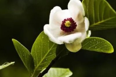 天女花怎么种,可扦插可播种