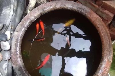 大水缸养鱼养得活吗,广温性鱼类可以养活
