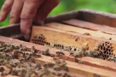 没有蜂群怎么养蜂，可收捕野生蜂群或前往养蜂场购买