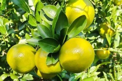 柑橘的主产地,主产于浙江、四川、湖南等省份