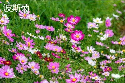 和女生第一次见面适合送什么花，可选择郁金香、百合花等