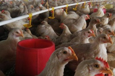 肉鸡和蛋鸡的区别,养殖目的、周期等都不同